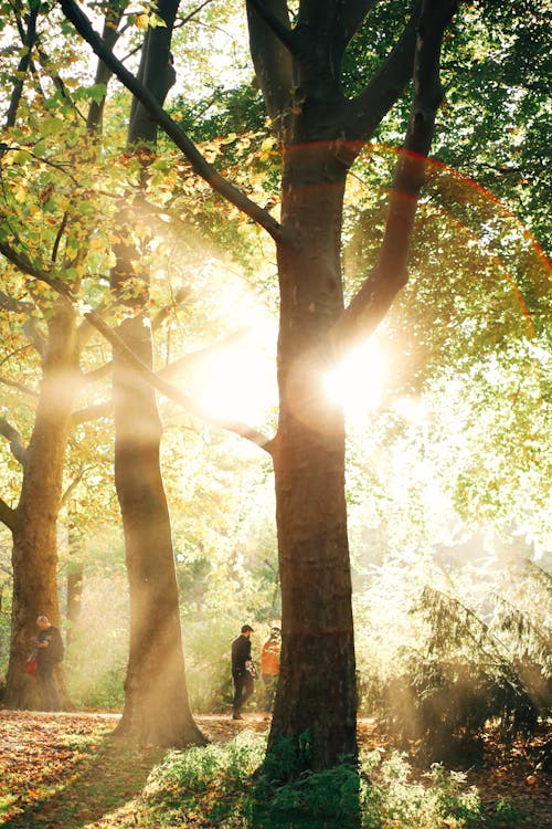 A person walking through a forest with the sun shining through the trees