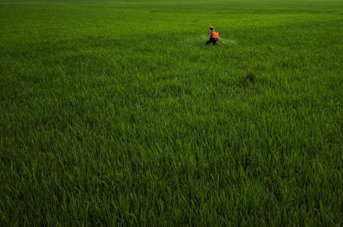 Бесплатное стоковое фото с гербициды, зеленое поле, мужчина