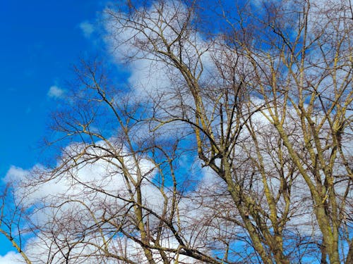 倫敦, 天空背景, 天藍色 的 免费素材图片