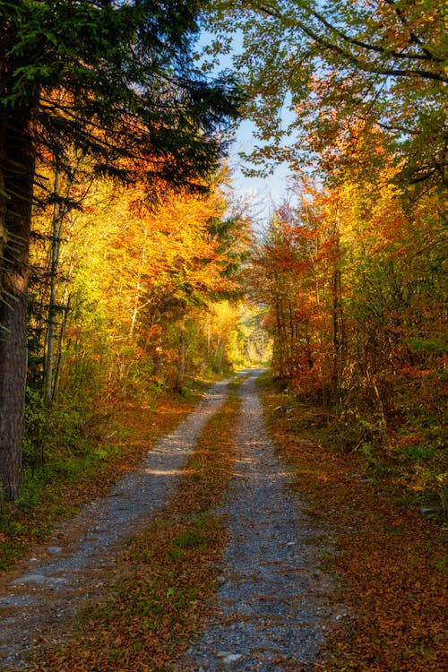 A dirt road in the fall with trees and leaves