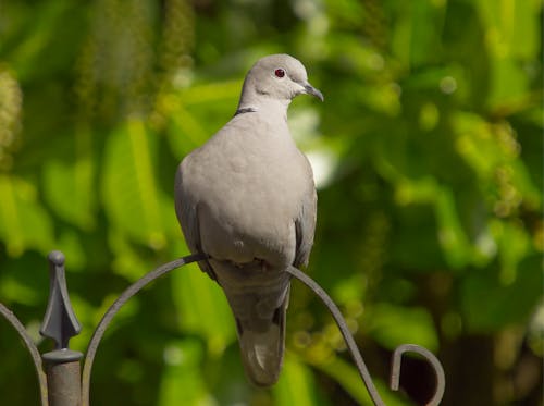 Eurasian collared dove perched on a bird feeder.