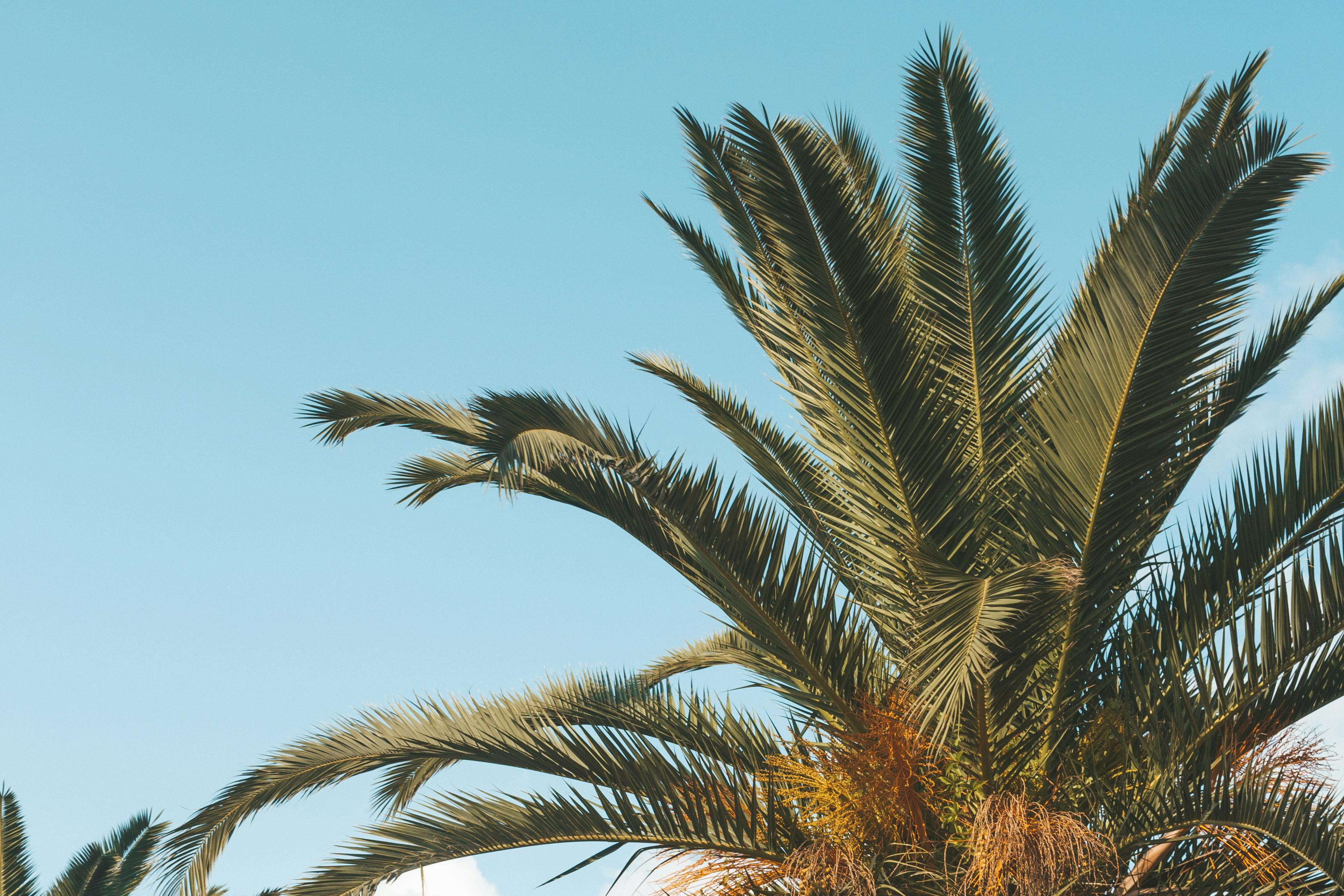 coconut-tree-free-stock-photo