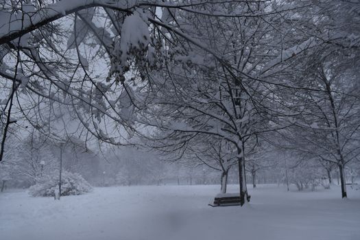Serene winter scene in a snowy park with bare trees and snow-covered paths.
