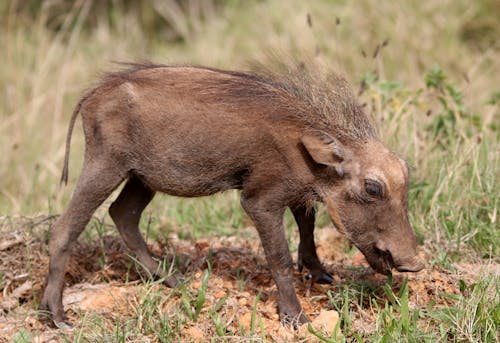 Foto d'estoc gratuïta de enfocament selectiu, fotografia d'animals, fotografia de la vida salvatge