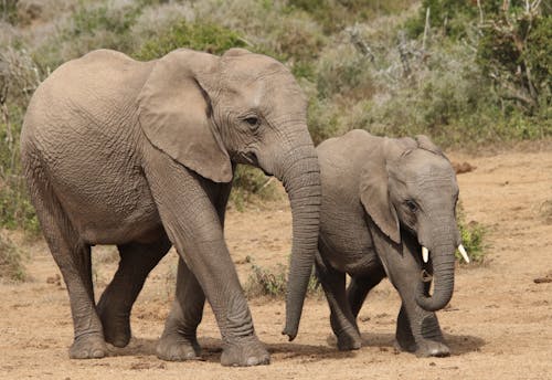 Two elephants walking together in the wild