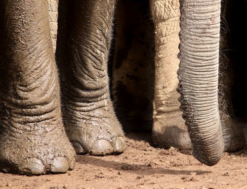 Free Detailed view of an African elephant's feet and trunk in the Addo Elephant Park, South Africa. Stock Photo