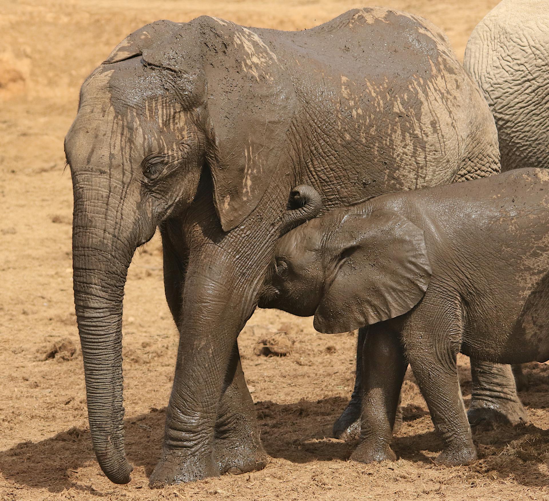 African elephants enjoying a mud bath in Addo, South Africa. Captured in natural habitat.