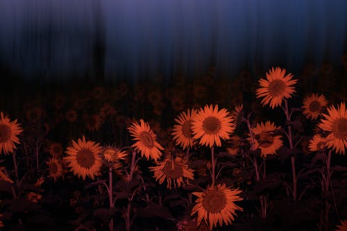 คลังภาพถ่ายฟรี ของ กลางคืน, ดอกทานตะวัน, ดอกไม้