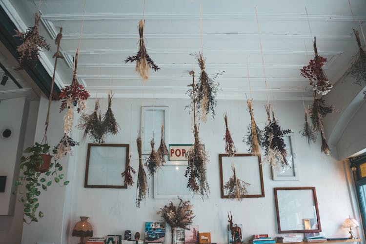 Hanging Plant On White Ceiling