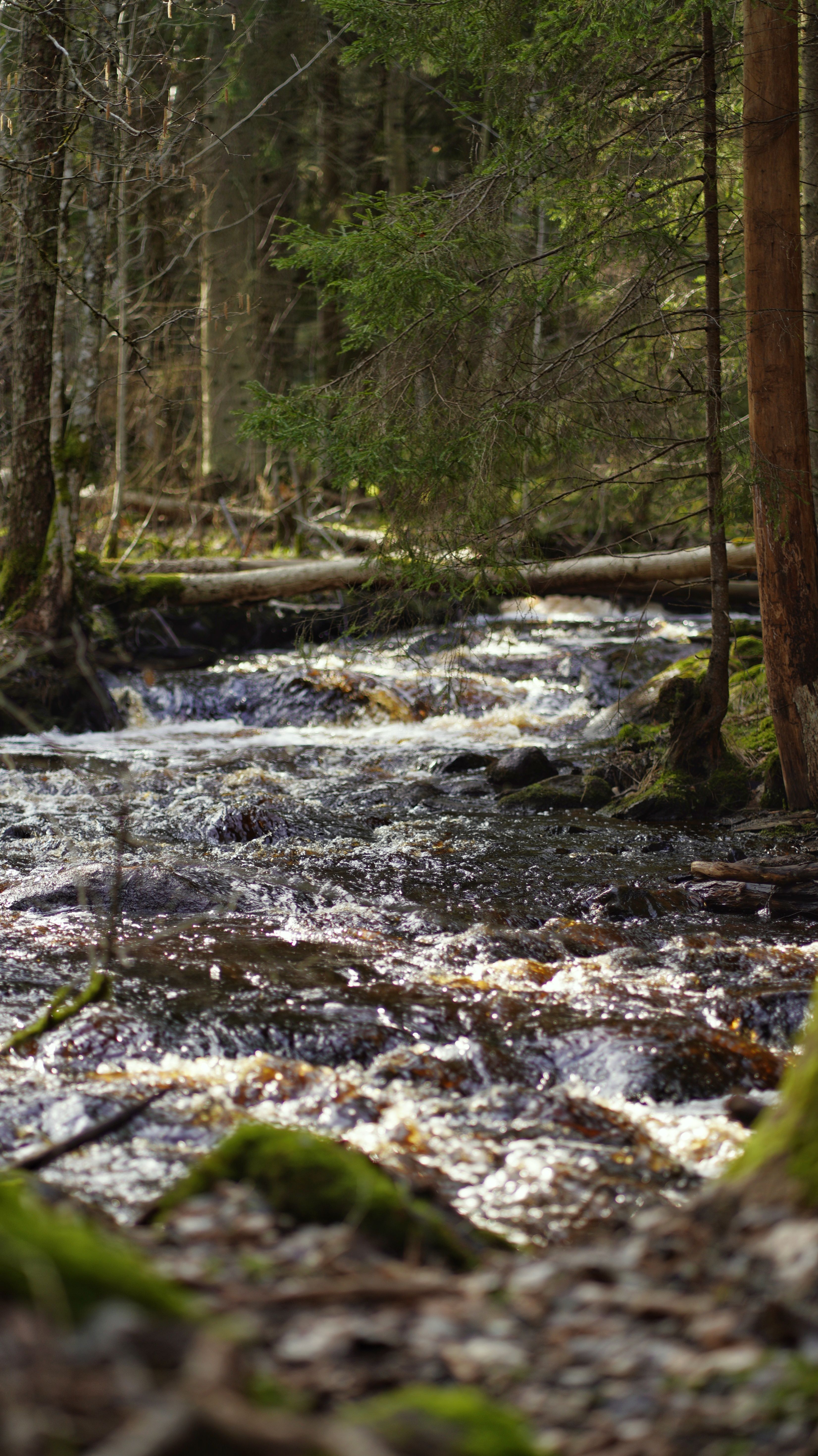 Discover a tranquil forest stream with gentle rapids flowing through a lush, green woodland.