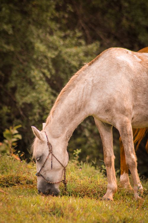 Free A serene portrait of a white horse peacefully grazing on lush grass outdoors. Stock Photo