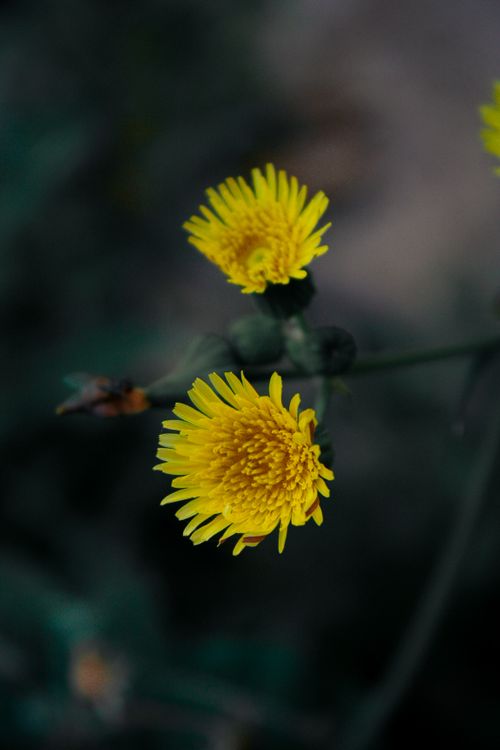 Free Close-up of yellow flowers in Kafr El-Sheikh, Egypt, showcasing natural beauty. Stock Photo