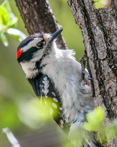 Downy Woodpecker perched on a tree trunk.