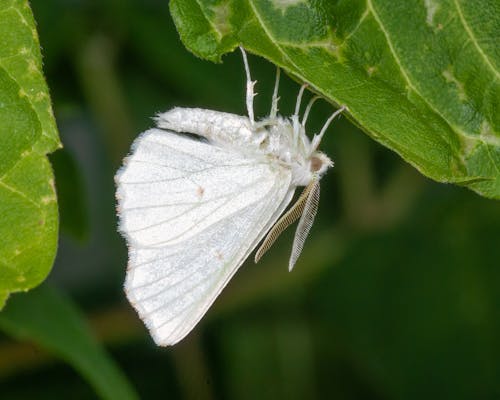 Foto profissional grátis de adulto, animais selvagens, branco