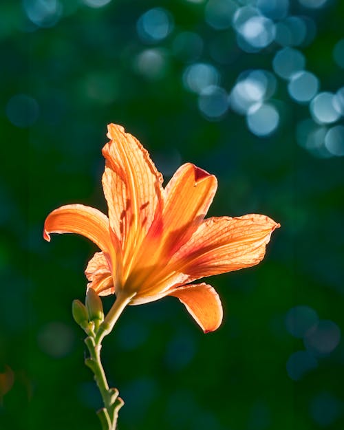 Day Lily Alcançando O último Sol Da Tarde.