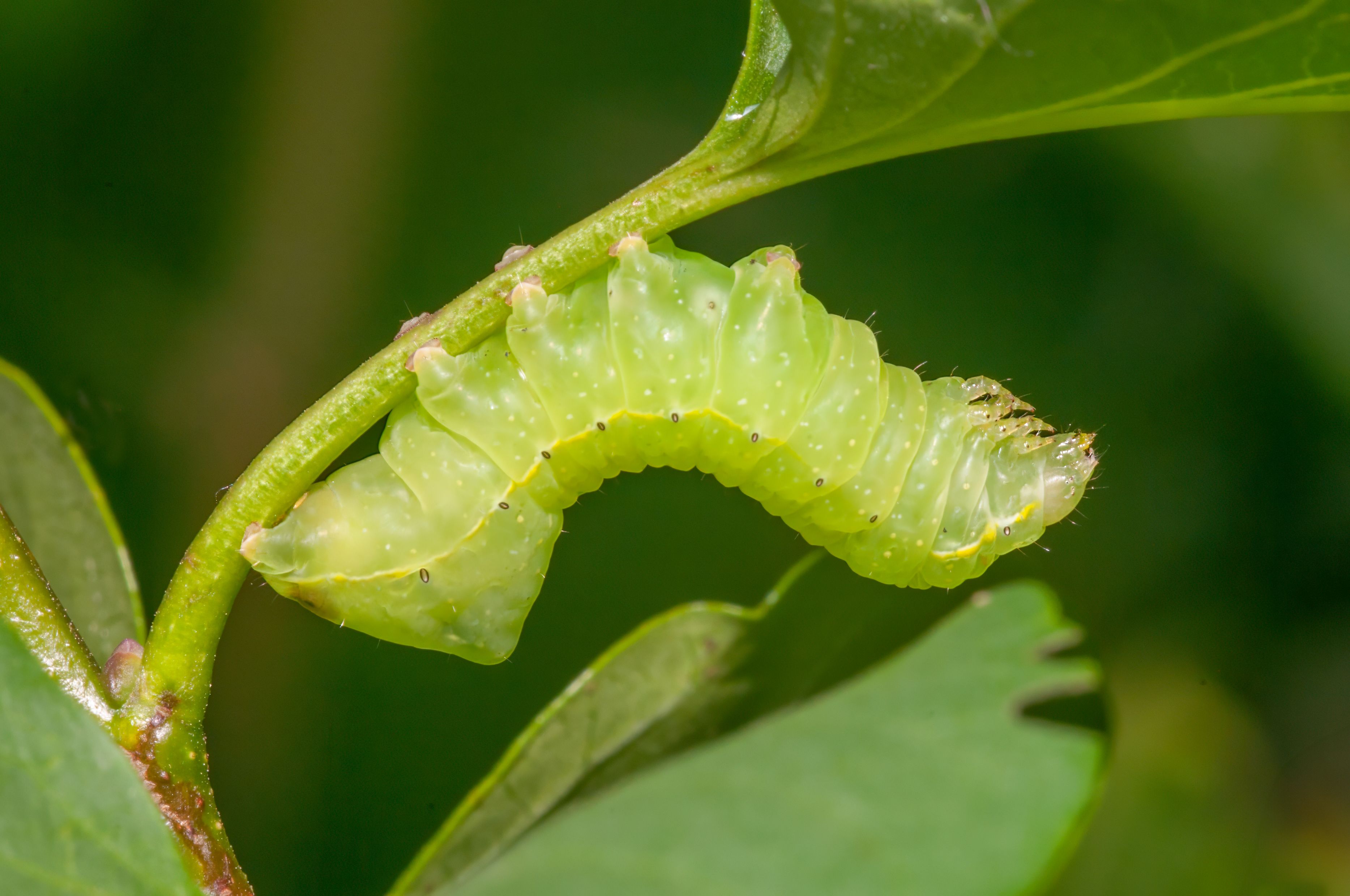Close up of a Catterpillar · Free Stock Photo