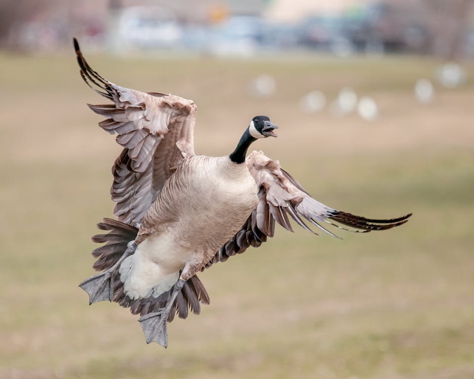 Foto profissional grátis de foco seletivo, formato quadrado, fotografia animal