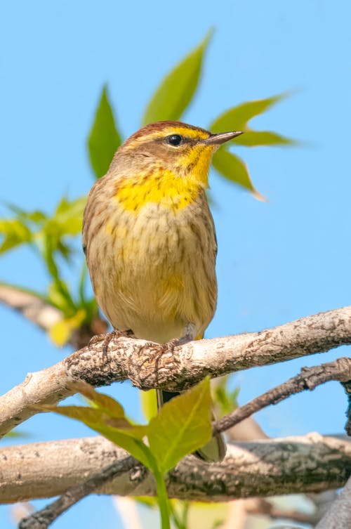 Toutinegra Empoleirada Em Uma árvore.