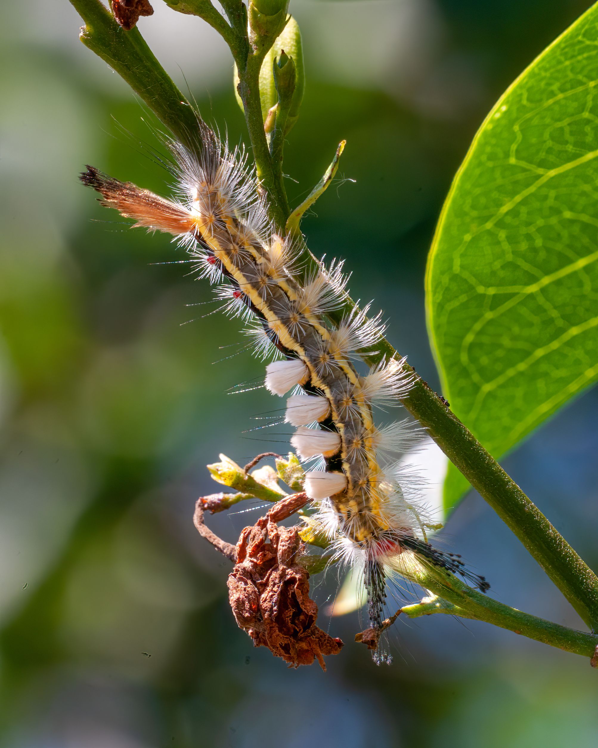 Butterfly Larva Photos, Download The BEST Free Butterfly Larva Stock