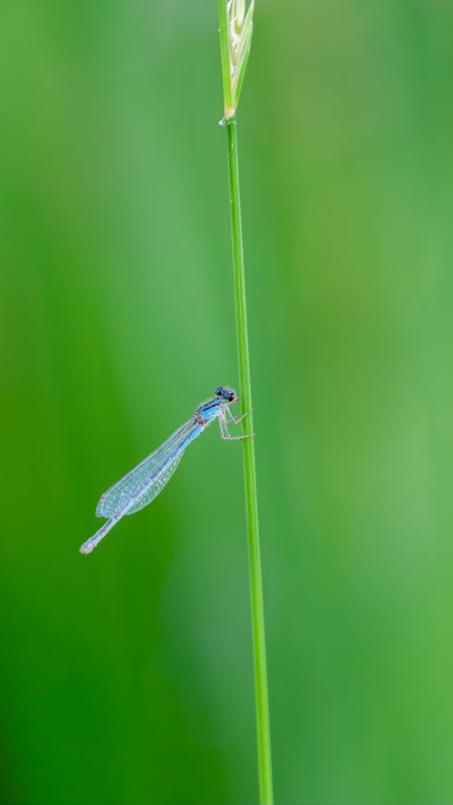 Imagine de stoc gratuită din focalizare selectivă, fotografie cu animale sălbatice, fotografie de animale