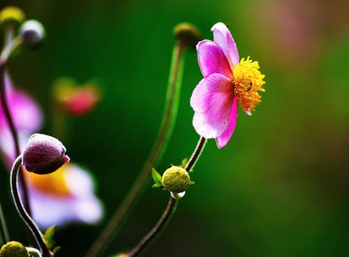 关闭了紫花瓣花的照片