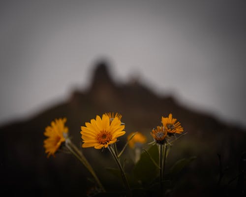 A group of yellow flowers in front of a mountain