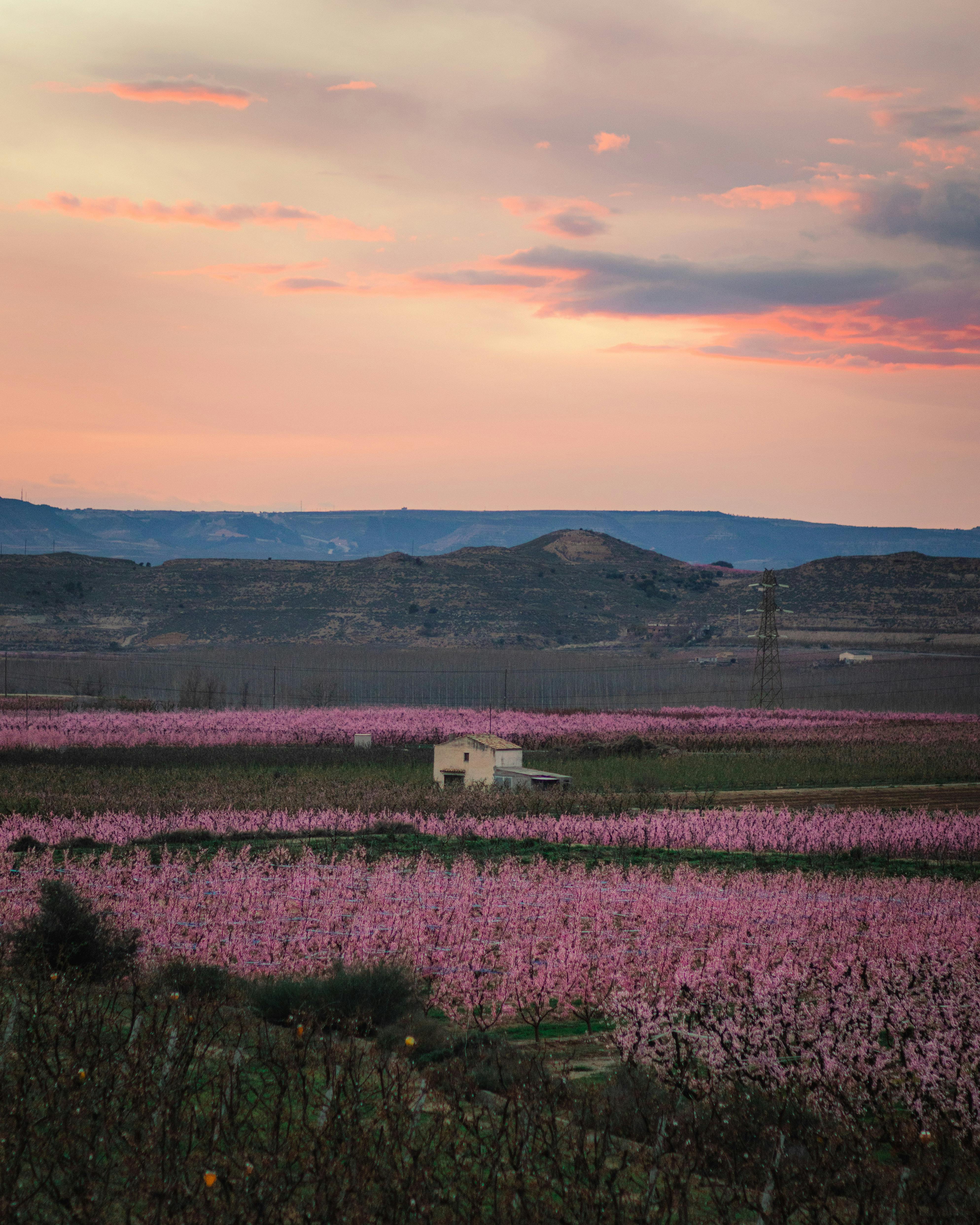A picturesque springtime orchard with pink blossoms under a colorful sunset sky, capturing the serene countryside landscape.
