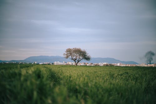 A lone tree in a field with mountains in the background