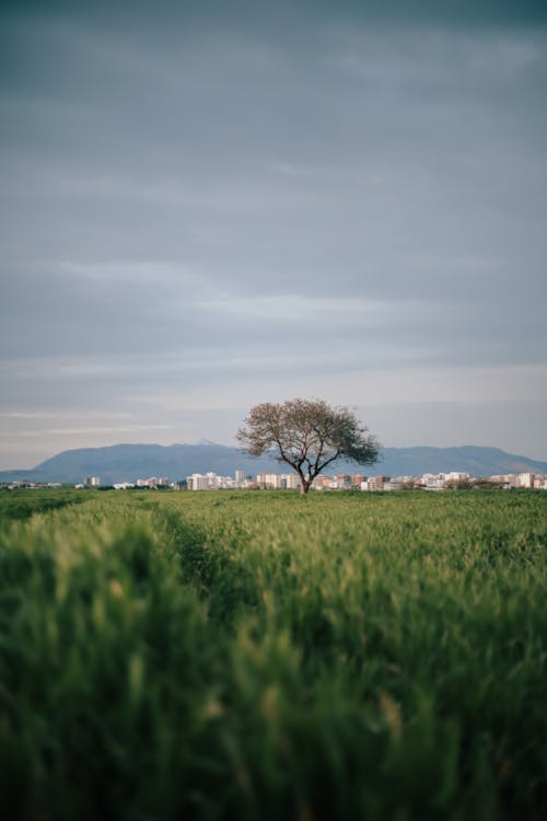 A lone tree in a field with mountains in the background