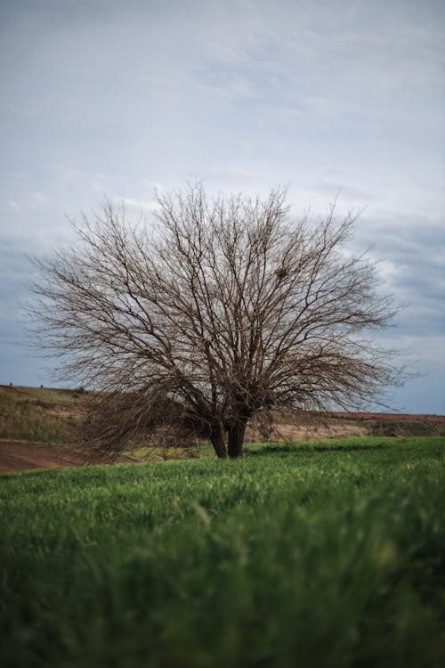 A lone tree in a field with a cloudy sky