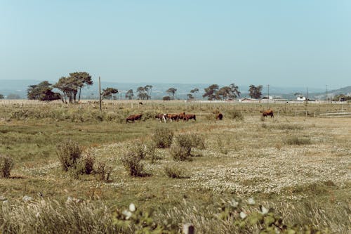 가축, 경치, 농업의 무료 스톡 사진