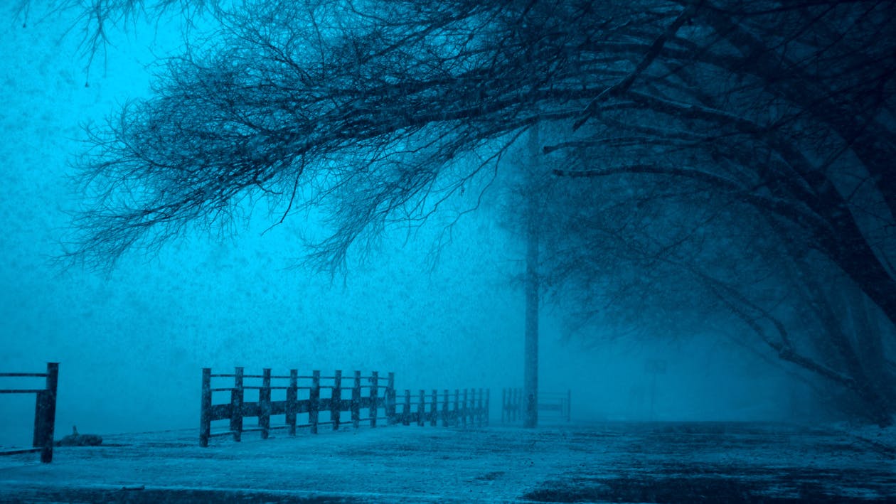 бесплатная Деревянный забор под безлистным деревом Стоковое фото