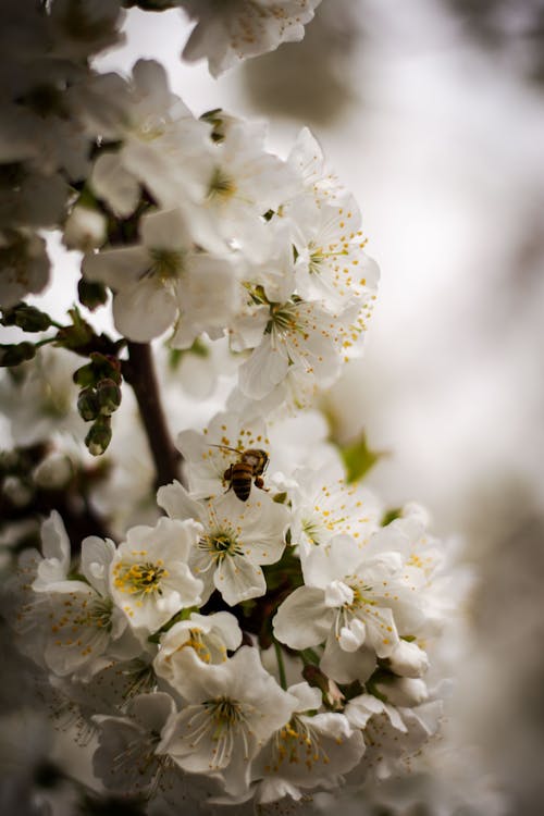 Fotobanka s bezplatnými fotkami na tému čerstvosť, jar, kvet ovocného stromu