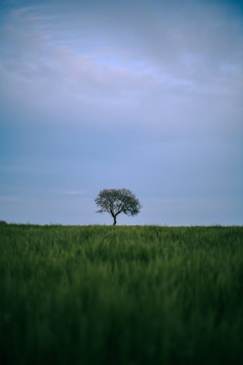 A lone tree in a field under a blue sky