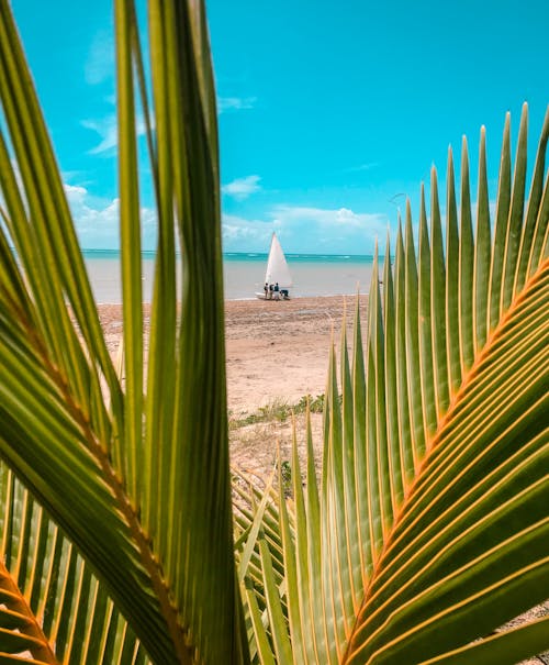 A sailboat on the beach with palm trees in the background