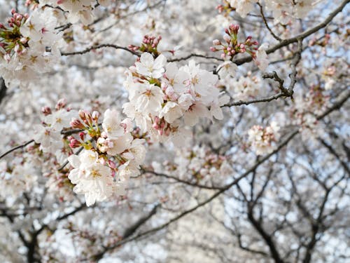 Foto d'estoc gratuïta de Sakura