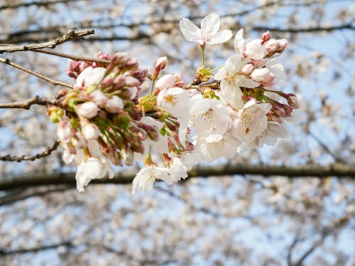Ingyenes stockfotó cseresznyevirág, washington-emlékmű témában