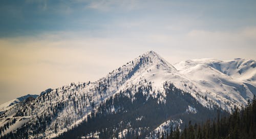 A snowy mountain with a snow covered tree