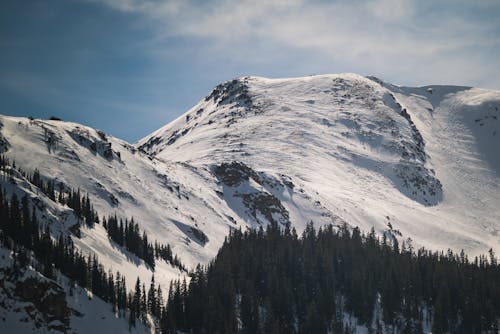 A snow covered mountain with trees and snow