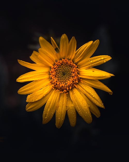A yellow flower with water droplets on it