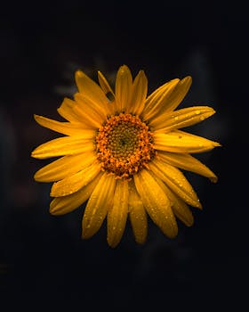 Close-up of a yellow daisy with dewdrops highlighting its beauty against a dark background.