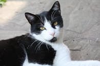 一只黑白相间的猫满足地躺在阳光明媚的户外露台上，看起来很放松