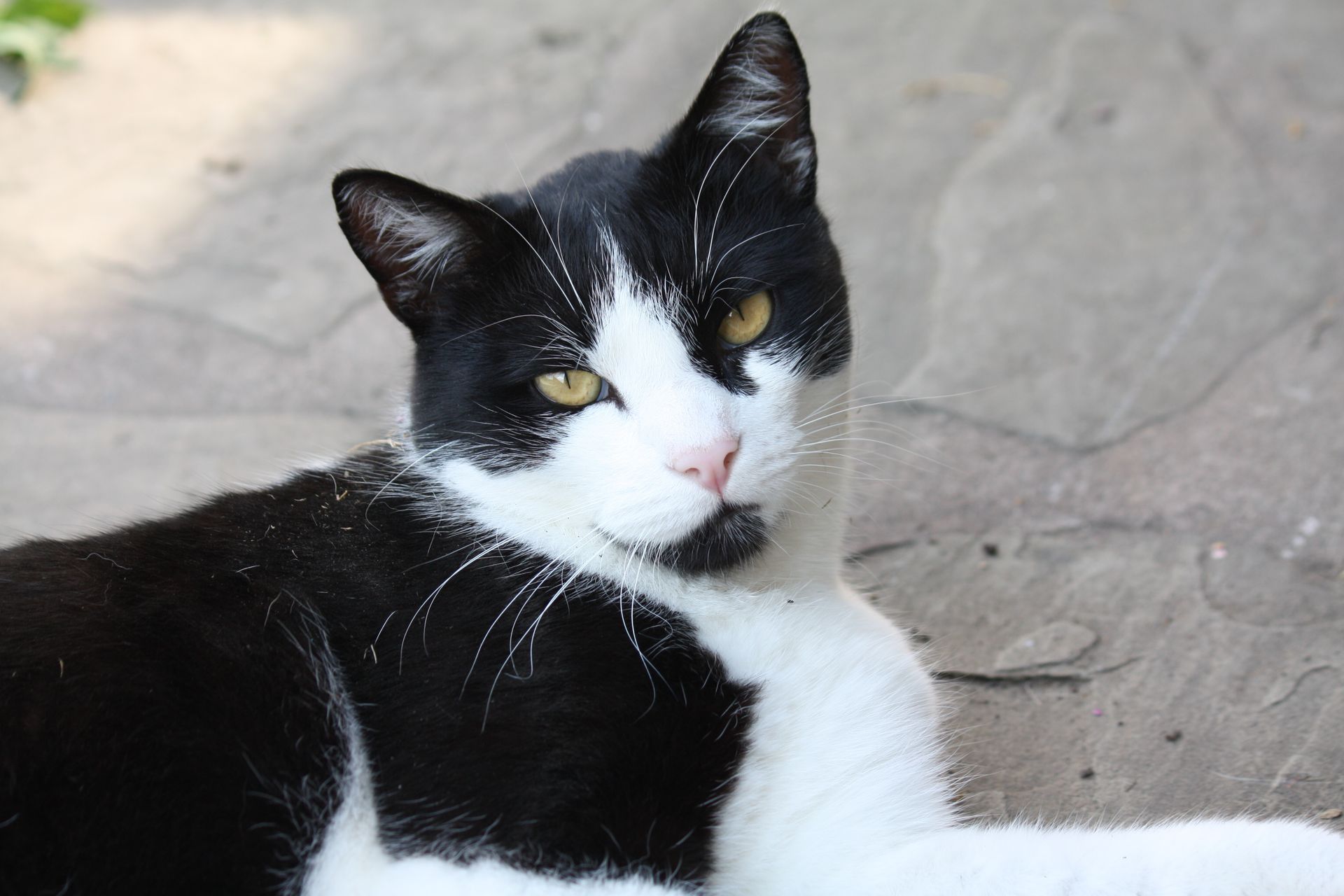 Black and White Cat