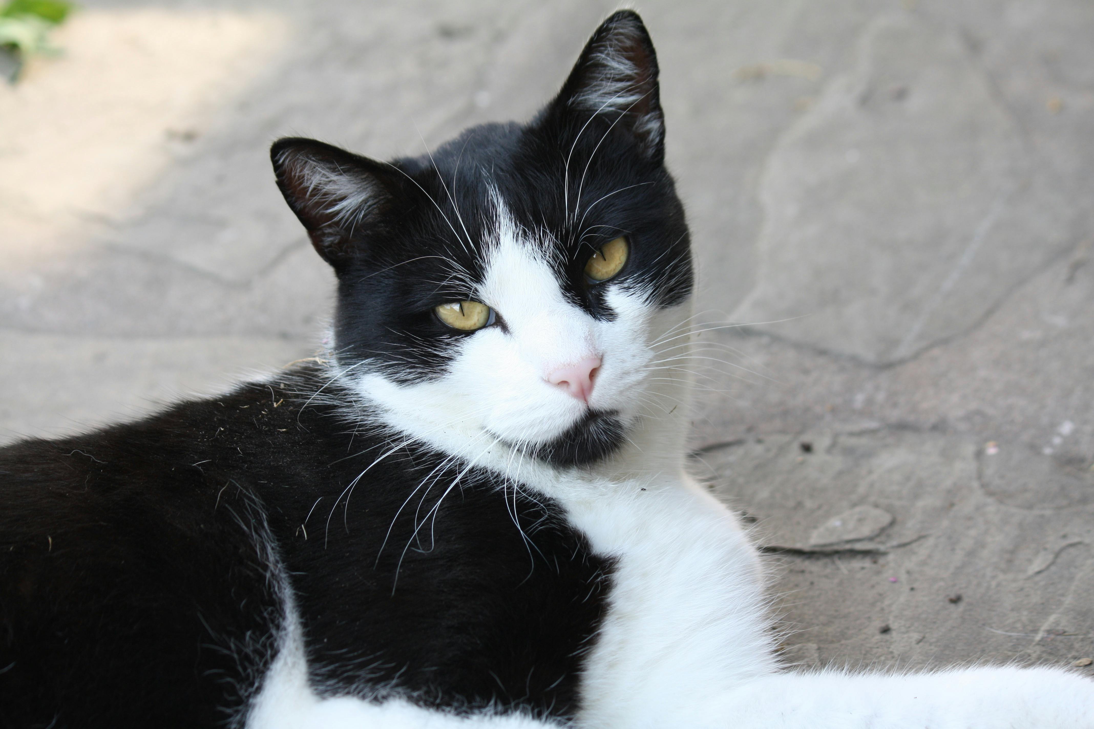 Black and White Cat · Free Stock Photo