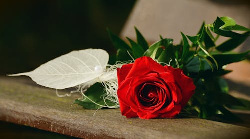 Free Red Rose Flower Stock Photo
