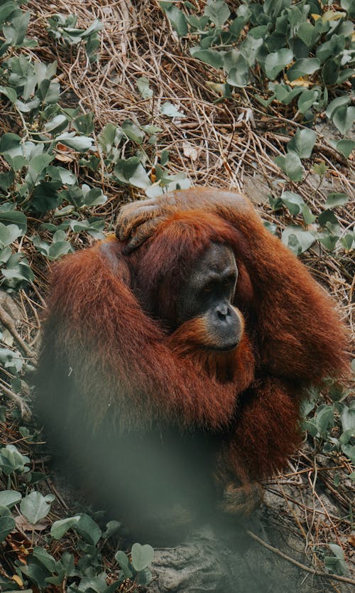 A large oranguel sitting on the ground