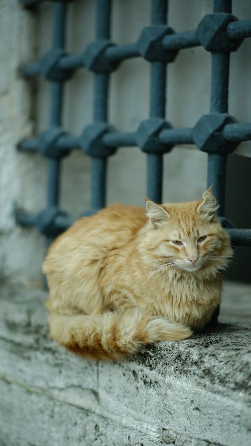 Free A ginger cat resting peacefully on a stone ledge by a historic grid in İstanbul, Türkiye. Stock Photo