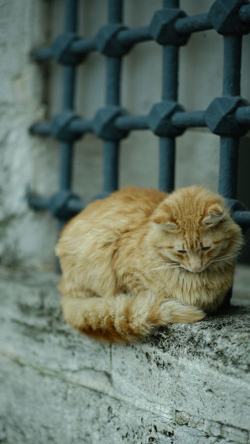 Free A serene ginger cat lying on a stone ledge beside decorative iron bars. Stock Photo