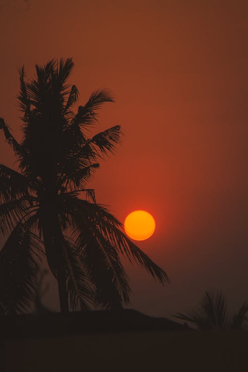 Darmowe zdjęcie z galerii z drzewo palmowe, pionowy strzał, słońce