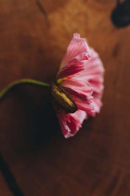 Pink Poppy Flower 
